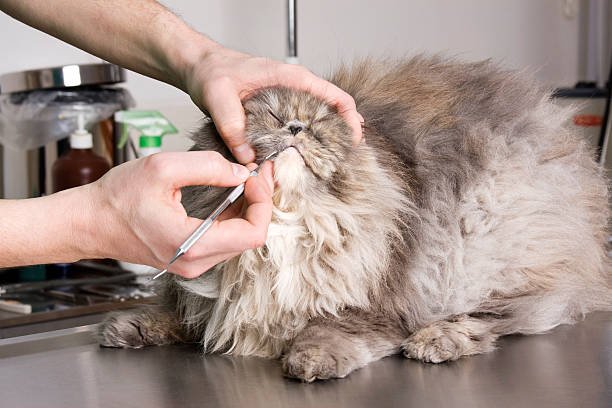 More vet photos;
